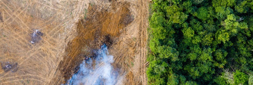 United States Deforestation Bill of 2023: What lies ahead?